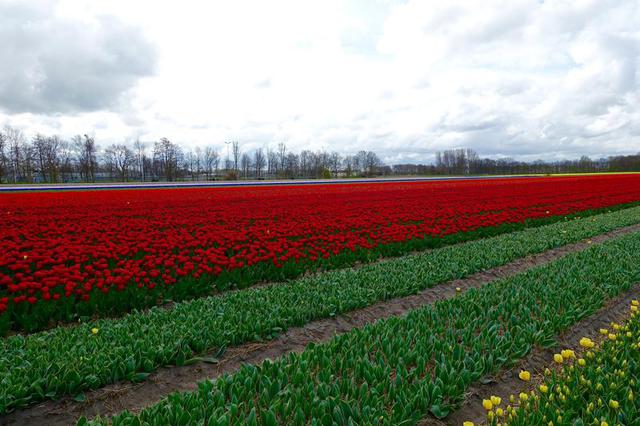 Randonnée aux Pays-Bas : 19 avril 2015