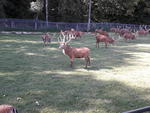 Parc "Rêve de bisons"