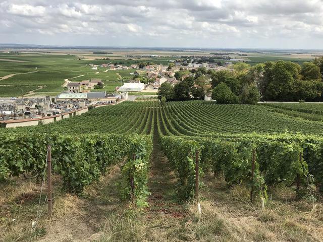 Les vignes à Avize