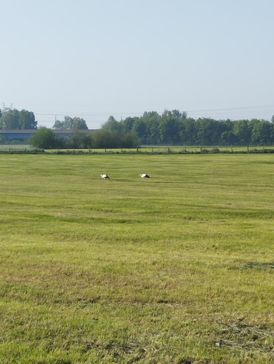 Les cigognes des bords de Lys : 27 avril 2025