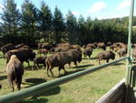 Parc "Rêve de bisons"
